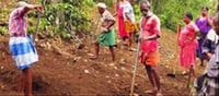 Farming Revives Inside Periyar Tiger Reserve After 15 Years